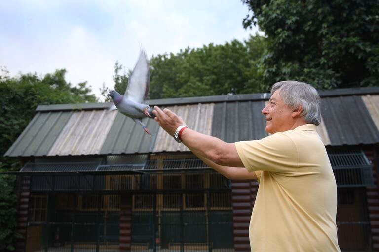¿Cuánto tiempo dura el entrenamiento de palomas mensajeras?