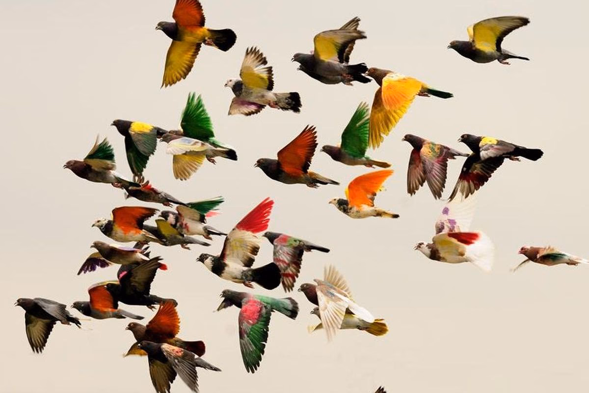 ¿Qué significa tener palomos?