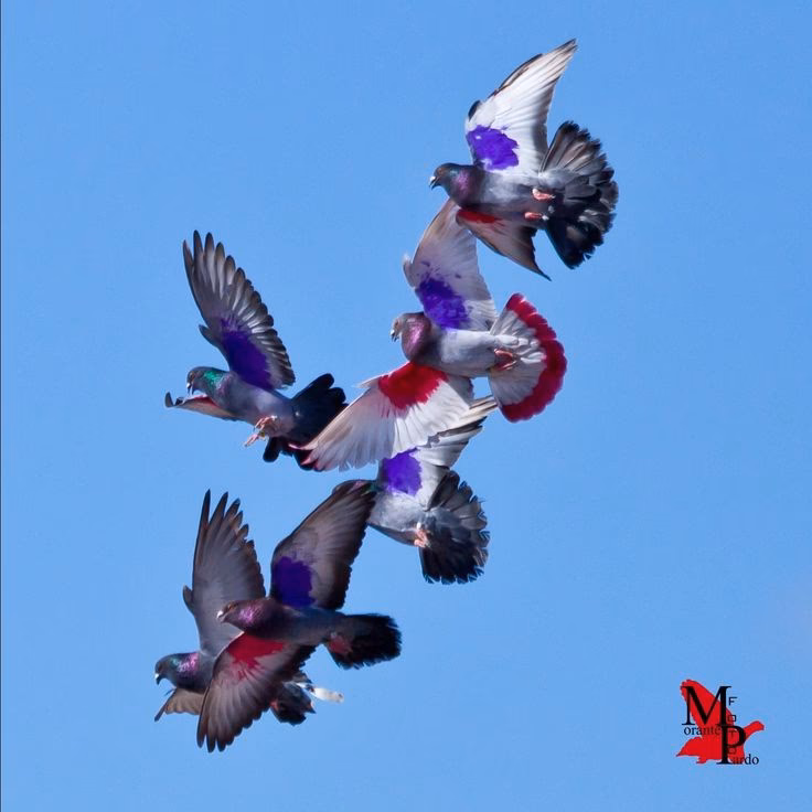 ¿Cuáles son los nombres de algunos palomos deportivos?