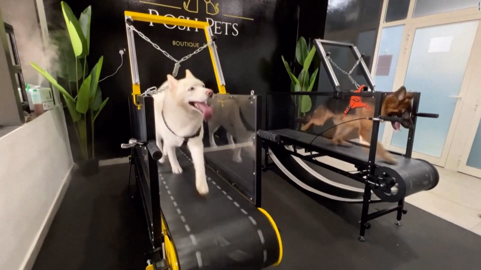 ¿Qué quiere decir fitness canino?