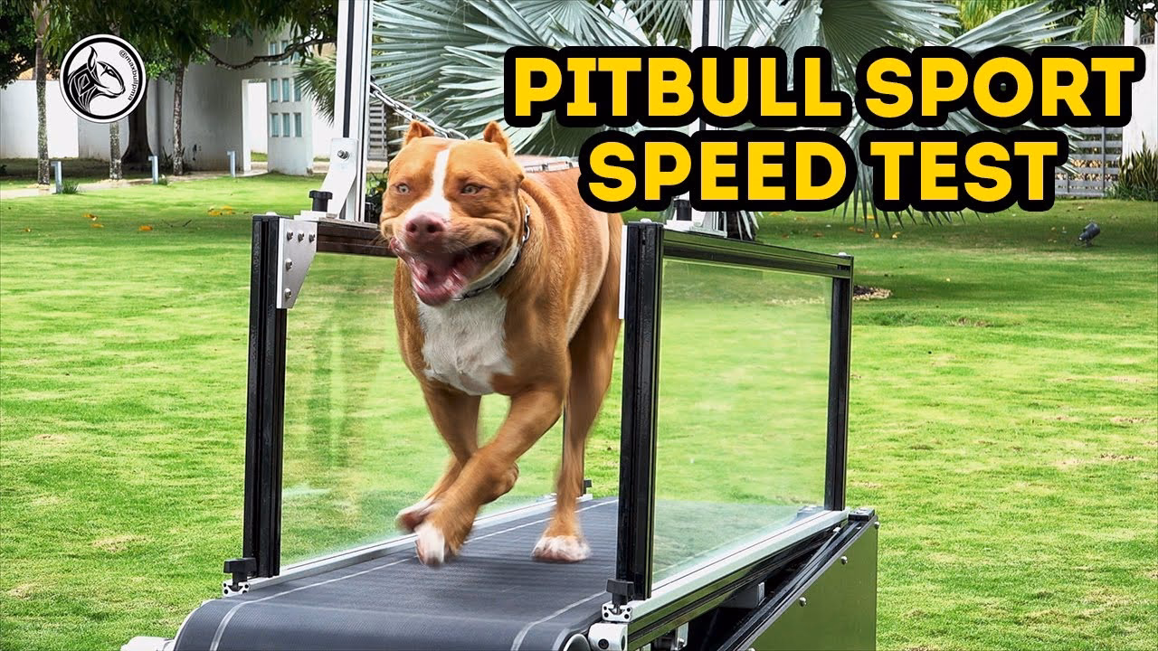 ¿Quién ganó entre pitbulls?