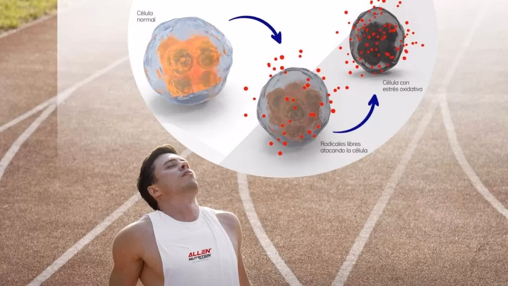 ¿Cuál es el mejor suplemento para combatir los radicales libres?