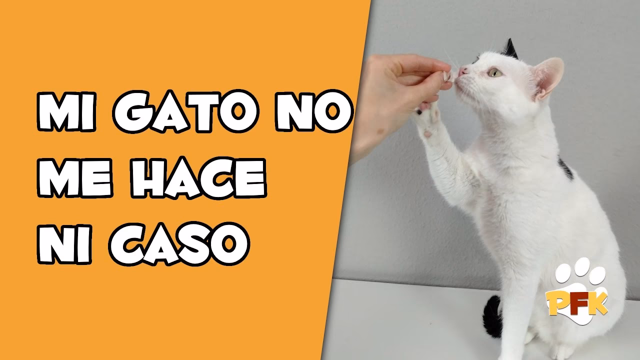 ¿Qué castigos puedo usar para disciplinar a mi gato?