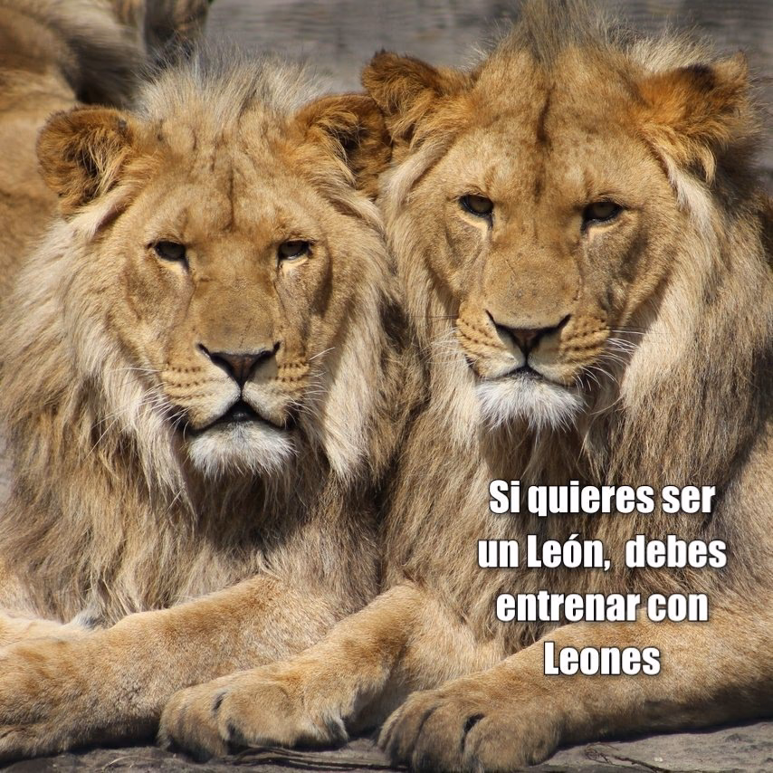 ¿Qué significa para una persona ser un león?