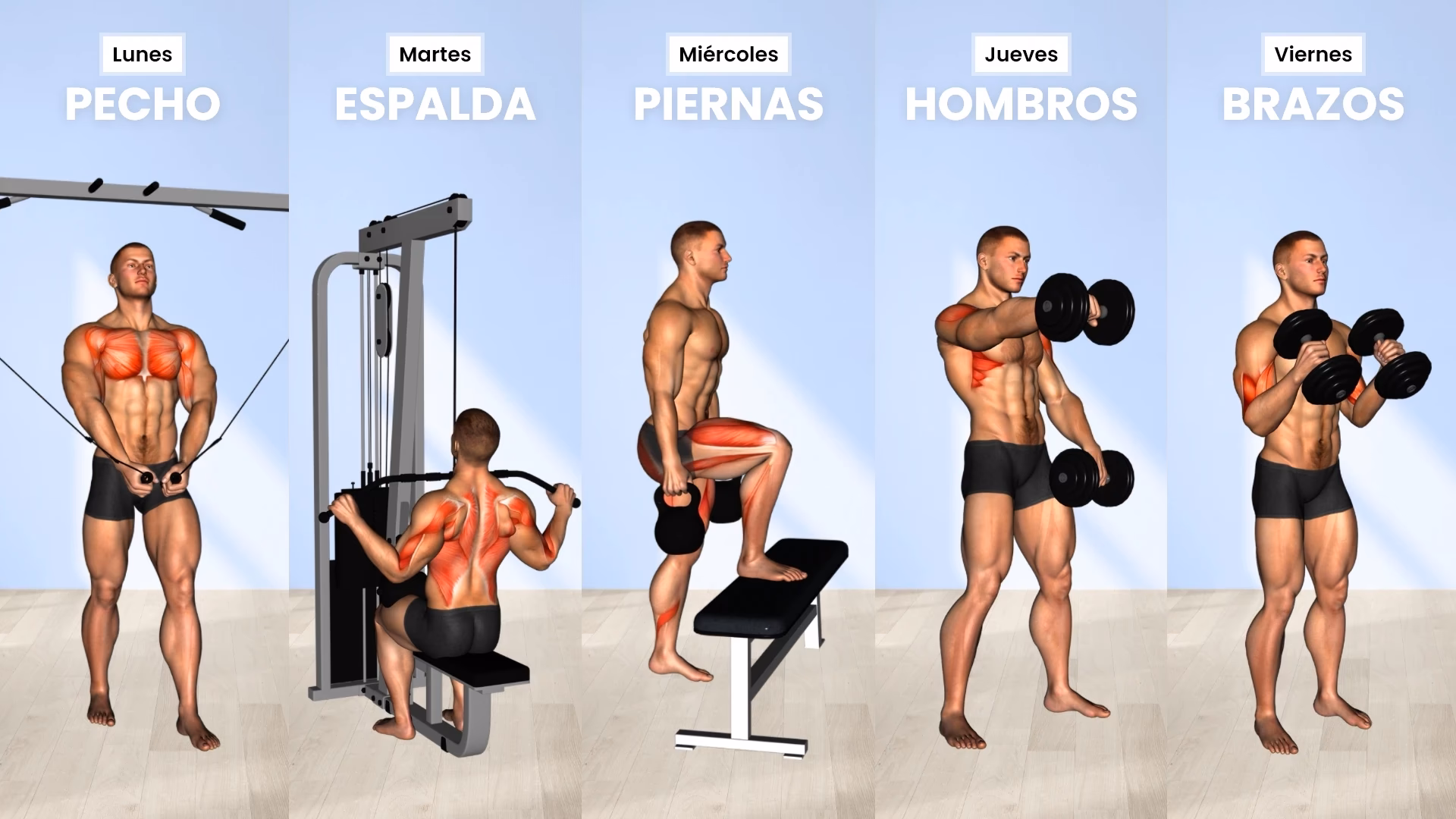 ¿Cuántos tipos de entrenamiento en el gimnasio existen?